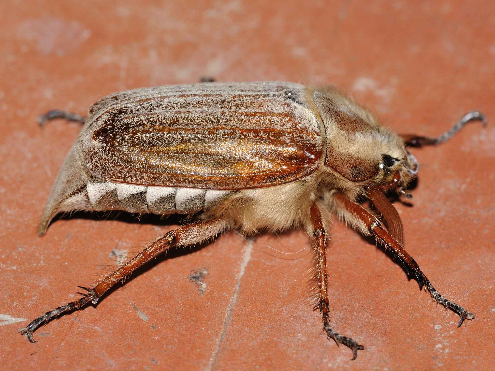 Melolonthidae - Melolontha cfr pectoralis